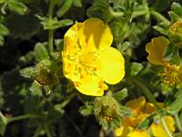 Potentilla Megalantha (fam. Rosacees) (Japon, Kamchatka, Iles Kouriles) (2) (Photo F. Mrugala)